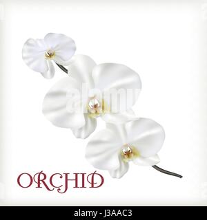 Bianco Fiori di orchidea Illustrazione Vettoriale