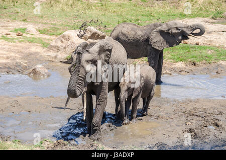 Elefants prendendo un bagno di fango, Parco Nazionale di Tarangire e, Tanzania Foto Stock