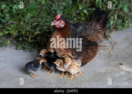 Chioccia con il suo bebè a Kaliganj. Gazipur, Bangladesh. Foto Stock