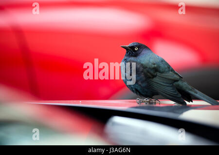 Poco spaventato bird con increspate dal vento navy blu e verde smeraldo di piume e si siede sul cofano della macchina pronto in qualsiasi momento a prendere il largo Foto Stock