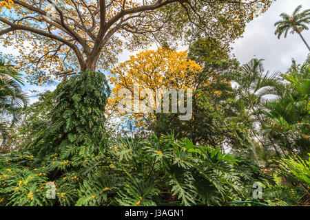 Honolulu Hawaii Feb 16, 2017 Foster Giardini Botanici a Honolulu Hawaii Foto Stock