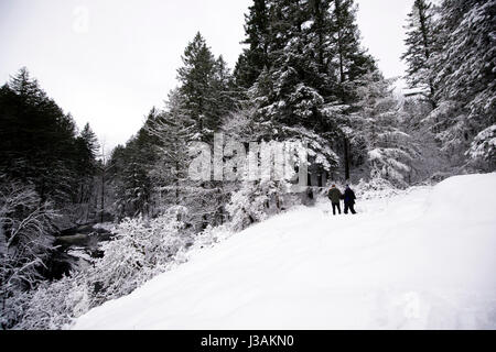 Giovane a piedi attraverso l'inverno coperti di neve foresta sul fianco della montagna con un open Radura coperta con uno spesso strato di neve fresca aria gelida Foto Stock