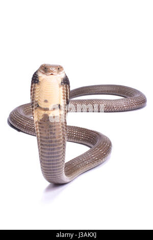 Cobra reale (Ophiophagus hannah) Foto Stock