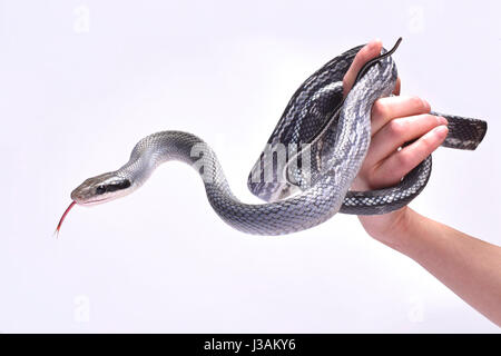 Bellezza blu biacco (Orthriophis taeniurus) Foto Stock