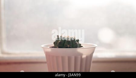 Verde sferica cactus con rudimenti di boccioli di fiori in vaso bianco nella parte anteriore della finestra alla mattina di sole Foto Stock