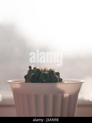 Verde sferica cactus con rudimenti di boccioli di fiori in vaso bianco nella parte anteriore della finestra alla mattina di sole Foto Stock