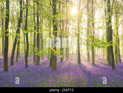 Bluebell woodland in mattina presto misty sunshine. Foto Stock