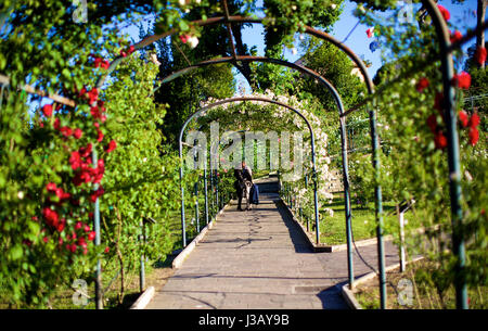 Roma, Italia. Il 2 maggio, 2017. Un paio di baci sotto la pergola all'interno di Roma Rose Garden a Roma, Italia, il 2 maggio 2017. Roma Rose Garden è situato ai piedi del colle Aventino, ospita circa 1.100 varietà di rose provenienti da tutto il mondo. Il giardino ospita la Roma Premio Internazionale Concorso riservato per le più belle e nuove varietà di rose ogni anno nel mese di maggio. Credito: Jin Yu/Xinhua/Alamy Live News Foto Stock