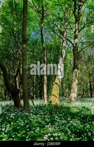 Underwood, Misk colline, Nottinghamshire, Regno Unito. 05 Maggio, 2017. Fioritura selvatica riscatto aglio selvatico (Allium ursinum) fioritura in un inglese antico bosco di latifoglie. Credito: Ian Francesco/Alamy Live News Foto Stock