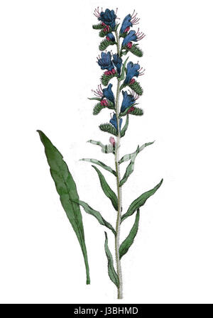 L'echium vulgare, noto anche come bugloss di viper, è una specie vegetale originaria dell'Europa e dell'Asia. Conosciuta per i suoi fiori azzurri e per gli usi medicinali, cresce nelle regioni temperate e si trova spesso nei prati e nelle aree erbose. Foto Stock