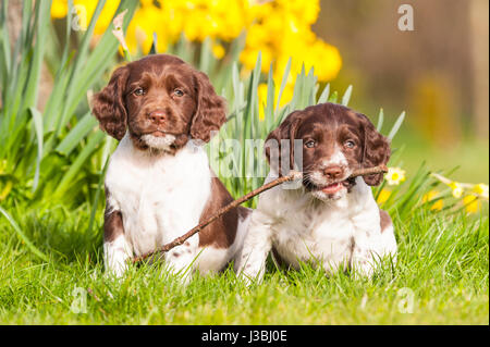 Due 6 settimana old English Springer Spaniel puppys (suore) nel Regno Unito Foto Stock
