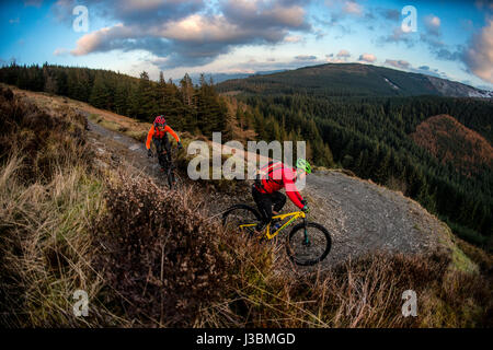 Due mountain bike cavalcare un sentiero Whinlatter, Inghilterra del vero solo di foreste di montagna. Foto Stock