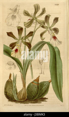 Encyclia cordigera (come Epidendrum macrochilum) Curtis' 63 (N.S. 10) pl. 3534 (1836) Foto Stock