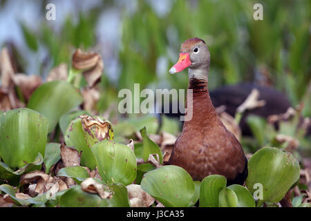 Rospo sibilo anatra (Dendrocygna autumnalis) si siede fra alcune piante acquatiche in corrispondenza di zone umide di Sweetwater Park a Gainesville, Florida. Foto Stock