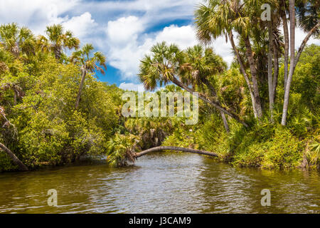 Wild scenic Myakka River nella contea di Sarasota in Florida Venezia Foto Stock