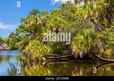 Wild scenic Myakka River nella contea di Sarasota in Florida Venezia Foto Stock