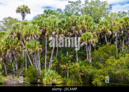 Wild scenic Myakka River nella contea di Sarasota in Florida Venezia Foto Stock