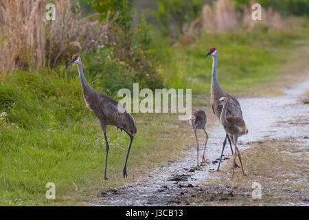 Sandhill gru famiglia al cerchio B Bar riserva nella contea di Polk in Lakeland Florida Foto Stock