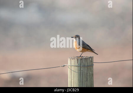 Short-Toed Rock-Thrush: Monticola brevipes. La Namibia. Foto Stock