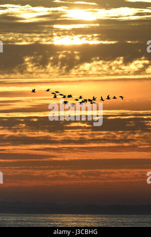 Oystercatchers al tramonto - Haematopus ostralegus Foto Stock