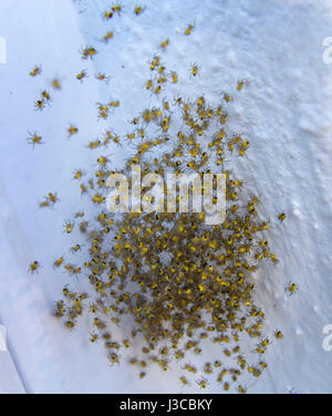 Un Nido di migliaia di comunità giardino ragni apre (araneus diadematus), Aka diadema spider, cross spider, o coronato orb weaver, Foto Stock