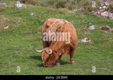 Highland Bovini, unica femmina adulta di pascolare su erba. La Scozia, Regno Unito. Foto Stock