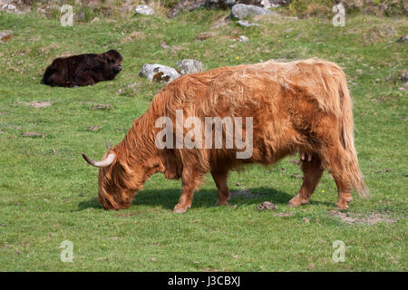 Highland Bovini, unica femmina adulta di pascolare su erba. La Scozia, Regno Unito. Foto Stock