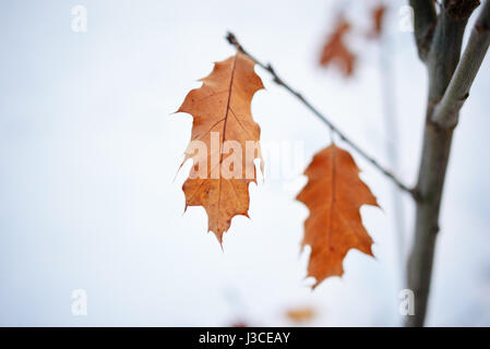 Diverse foglie su un ramo, color bronzo. Foto Stock