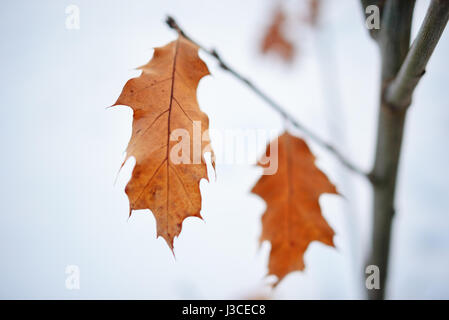 Diverse foglie su un ramo, color bronzo. Foto Stock