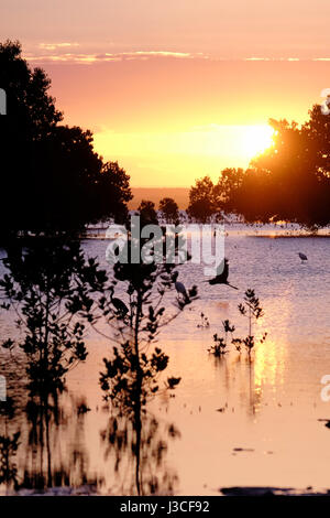 Le cicogne volano sull'acqua al tramonto sull'isola di Ibo, una delle isole dell'arcipelago di Quirimbas, nell'Oceano Indiano, al largo dell'Africa settentrionale del Mozambico Foto Stock