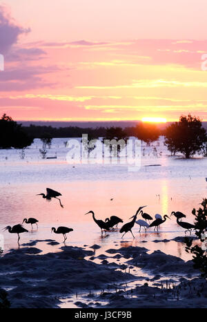 Le cicogne volano sull'acqua al tramonto sull'isola di Ibo, una delle isole dell'arcipelago di Quirimbas, nell'Oceano Indiano, al largo dell'Africa settentrionale del Mozambico Foto Stock