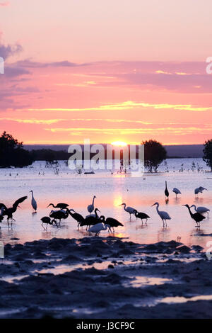 Le cicogne volano sull'acqua al tramonto sull'isola di Ibo, una delle isole dell'arcipelago di Quirimbas, nell'Oceano Indiano, al largo dell'Africa settentrionale del Mozambico Foto Stock