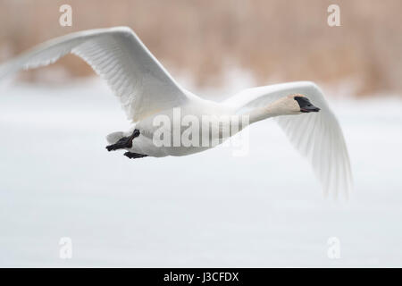 Trumpeter Swan / Trompeterschwan ( Cygnus buccinatore ) in inverno in volo, volare al di sopra di un fiume congelato, su neve, Grand Teton National Park, Stati Uniti d'America. Foto Stock