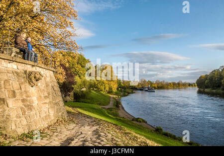 Il sambuco matura in un paesaggio autunnale presso le rive del fiume Elba vicino a Dresda, Sassonia, Germania Foto Stock