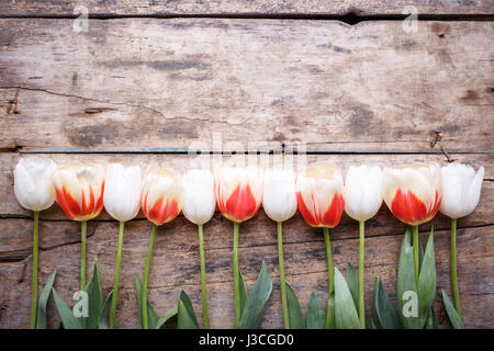 Disposti in bianco e tulipani rosa su sfondo di legno. Festa della mamma sfondo floreale Foto Stock