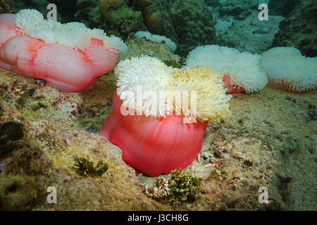 Magnifico mare anemoni Heteractis magnifica, vita sottomarina a Tahiti, oceano pacifico, Polinesia Francese Foto Stock