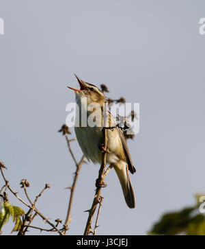 Sedge trillo (Acrocepphalus schoenobaenus) Foto Stock