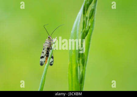 Panorpa communis, comune scorpionfly, appoggiato su un gambo in un prato verde. Foto Stock