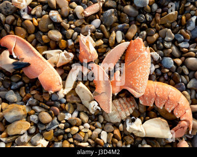 Una selezione di granchio rimane su una spiaggia ghiaiosa Foto Stock