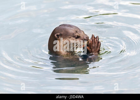 Adulto lisce rivestite di lontra (Lutrogale perspicillata) mangiare del pesce appena pescato in un fiume di mangrovie, Singapore Foto Stock