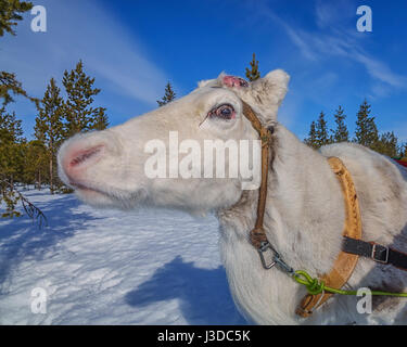 Corse su slitte trainate da renne, Lapponia svedese Foto Stock