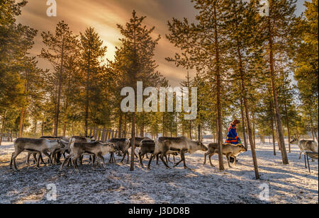 Sami con un allevamento di renne, Lapponia svedese, Svezia Foto Stock