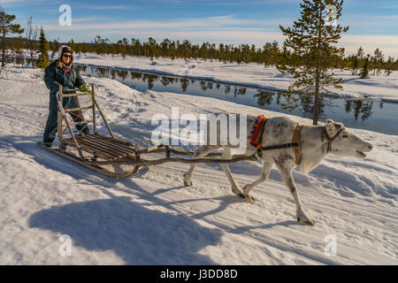 Corse su slitte trainate da renne, Lapponia svedese, Svezia Foto Stock