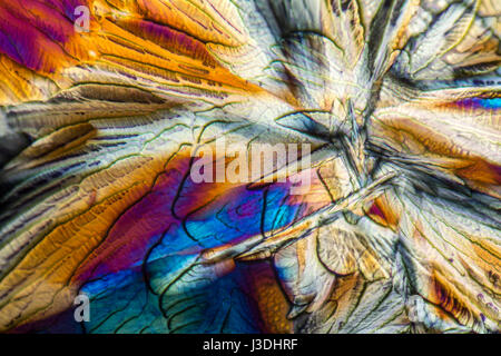 Microscopici cristalli di galattosio illuminato con luce polarizzata Foto Stock
