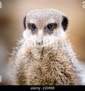 Un meerkat presso lo Zoo Whipsnade Foto Stock