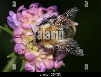 Alimentazione comune europeo di carda-bee (Bombus pascuorum). Foto Stock