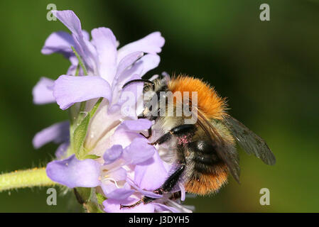Politica europea comune in carda-bee (Bombus pascuorum) alimentazione su una rosa di fiori di nebbia (Scabiosa colombari) Foto Stock
