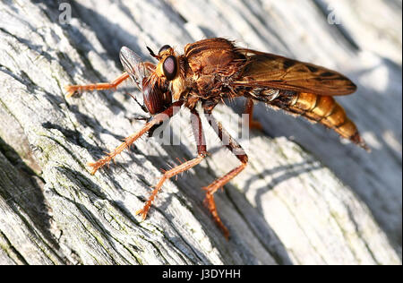 Europeo femminile Hornet robberfly (Asilus crabroniformis), uno dei più grandi di assassin fly specie. Qui si vede snacking su una foglia catturata Beetle Foto Stock