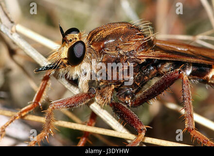 Unione Hornet robberfly (Asilus crabroniformis), uno dei più grandi di assassin fly specie. Foto Stock