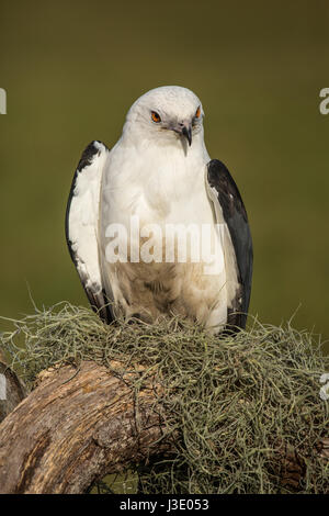 Ingestione tailed kite seduti sul muschio su un ramo Foto Stock